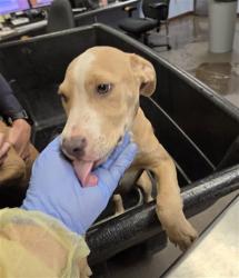 Shelter Stray Female Dog last seen Near BLOCK N 19TH ST, 2500 S 27th Ave, Phoenix, AZ 85009, USA