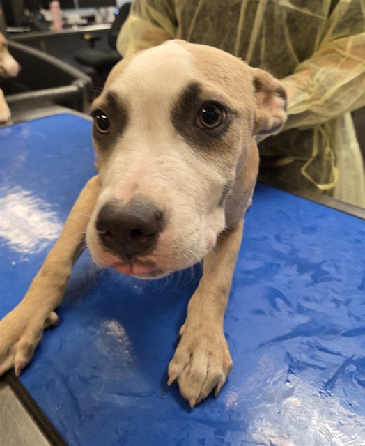 Shelter Stray Male Dog last seen Near BLOCK N 19TH ST, 2500 S 27th Ave, Phoenix, AZ 85009, USA