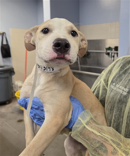 Shelter Stray Male Dog last seen Near BLOCK N 19TH ST, 2500 S 27th Ave, Phoenix, AZ 85009, USA