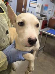 Shelter Stray Female Dog last seen Near BLOCK N 19TH ST, 2500 S 27th Ave, Phoenix, AZ 85009, USA