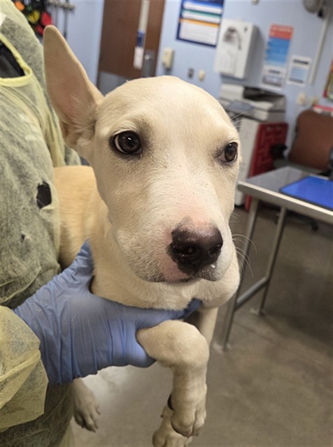 Shelter Stray Female Dog last seen Near BLOCK N 19TH ST, 2500 S 27th Ave, Phoenix, AZ 85009, USA