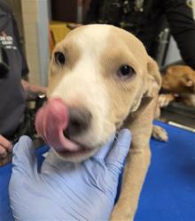 Shelter Stray Male Dog last seen Near BLOCK N 19TH ST, 2500 S 27th Ave, Phoenix, AZ 85009, USA