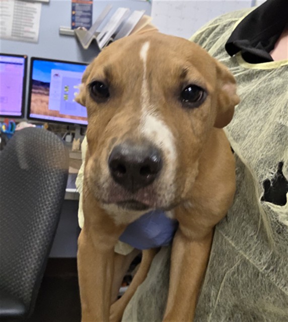 Shelter Stray Male Dog last seen Near BLOCK N 19TH ST, 2500 S 27th Ave, Phoenix, AZ 85009, USA