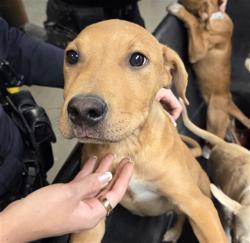 Shelter Stray Male Dog last seen Near BLOCK N 19TH ST, 2500 S 27th Ave, Phoenix, AZ 85009, USA