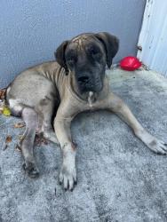 Shelter Stray Male Dog last seen Near BLOCK NW 35TH CT, 3599 NW 79th Ave, Doral, FL 33122, USA