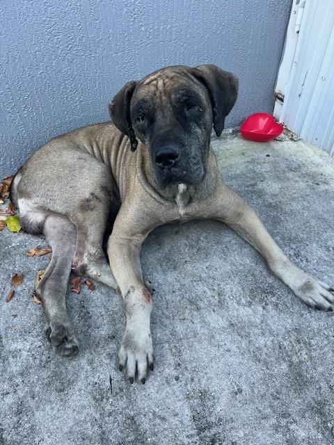 Shelter Stray Male Dog last seen Near BLOCK NW 35TH CT, 3599 NW 79th Ave, Doral, FL 33122, USA