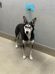 Shelter Stray Female Dog last seen Near BLOCK MARION DR, LAS VEGAS NV 89115, 655 N Mojave Rd, Las Vegas, NV 89101, USA
