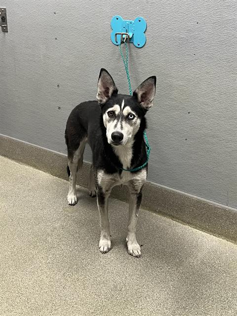 Shelter Stray Female Dog last seen Near BLOCK MARION DR, LAS VEGAS NV 89115, 655 N Mojave Rd, Las Vegas, NV 89101, USA