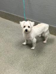 Shelter Stray Female Dog last seen Near BLOCK FALCON RIDGE ST, LAS VEGAS NV 89142, 655 N Mojave Rd, Las Vegas, NV 89101, USA