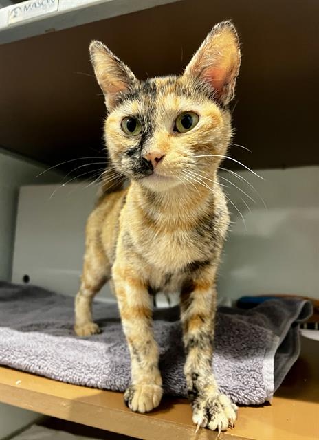 Shelter Stray Female Cat last seen CORTLAND AND BOCANA, 1419 Bryant St, San Francisco, CA 94103, USA