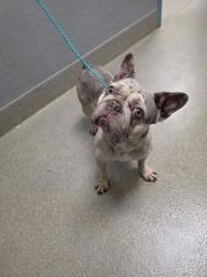 Shelter Stray Female Dog last seen OLD OXFORD AVE & STERLING SPRINGS PKWY, 655 N Mojave Rd, Las Vegas, NV 89101, USA