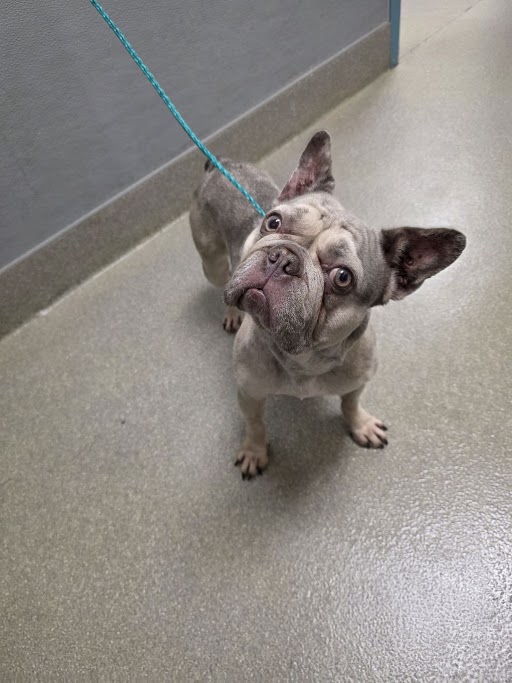 Shelter Stray Female Dog last seen OLD OXFORD AVE & STERLING SPRINGS PKWY, 655 N Mojave Rd, Las Vegas, NV 89101, USA