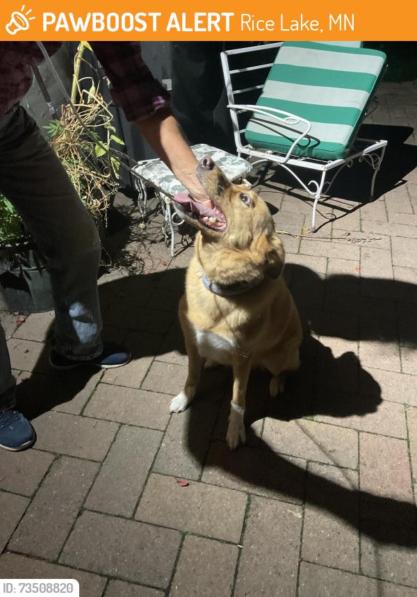 Found/Stray Female Dog last seen Woodland Ave & Riley Road, Rice Lake, MN 55803