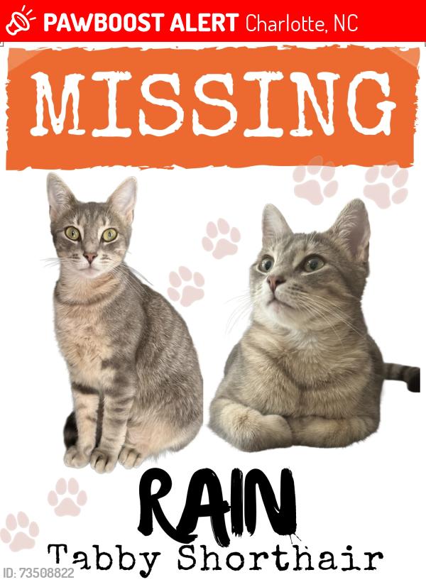 Lost Female Cat last seen Weddington Rd Charlotte, NC 28270, Charlotte, NC 28270