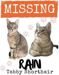 Lost Female Cat last seen Weddington Rd Charlotte, NC 28270, Charlotte, NC 28270