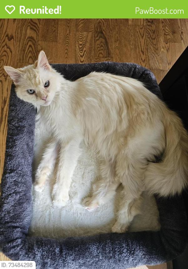 Reunited Female Cat last seen New Hampshire and Fruita Drive (Near 57th street and Shields in Loveland) 80538, Loveland, CO 80538