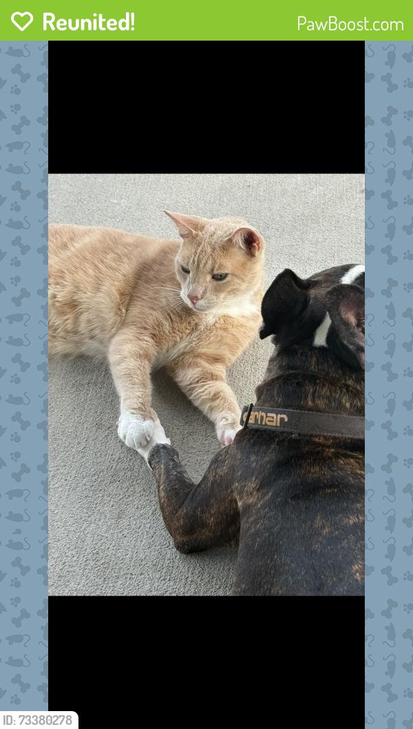 Reunited Male Cat last seen Near primrose Myrtle ln., Cypress, TX 77433