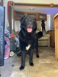 Reunited Male Dog last seen Rin st Vanceboro nc, Craven County, NC 28586