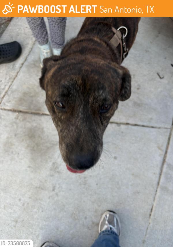Found/Stray Male Dog last seen Near Olson Bluffs, San Antonio, TX 78245