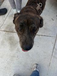 Found/Stray Male Dog last seen Near Olson Bluffs, San Antonio, TX 78245