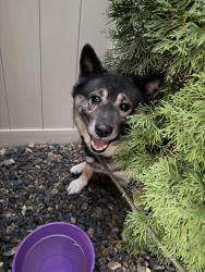Reunited Male Dog last seen In Southcreek neighborhood, Southwest Ada County Alliance, ID 83709