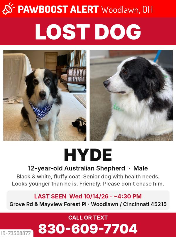 Lost Male Dog last seen Grove rd, Woodlawn, OH 45215