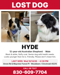 Lost Male Dog last seen Grove rd, Woodlawn, OH 45215