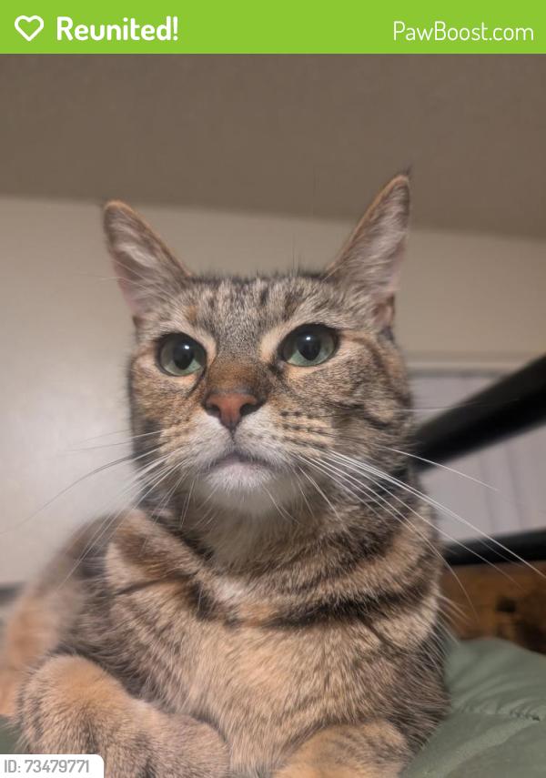 Reunited Female Cat last seen Villages apmts, Merced, CA 95348
