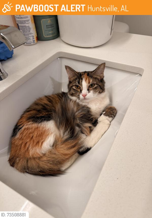 Found/Stray Female Cat last seen Building 8224, Huntsville, AL 35802