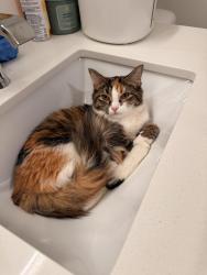 Found/Stray Female Cat last seen Building 8224, Huntsville, AL 35802