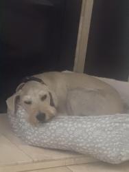 Lost Male Dog last seen Lampson and harbor, Garden Grove, CA 92840