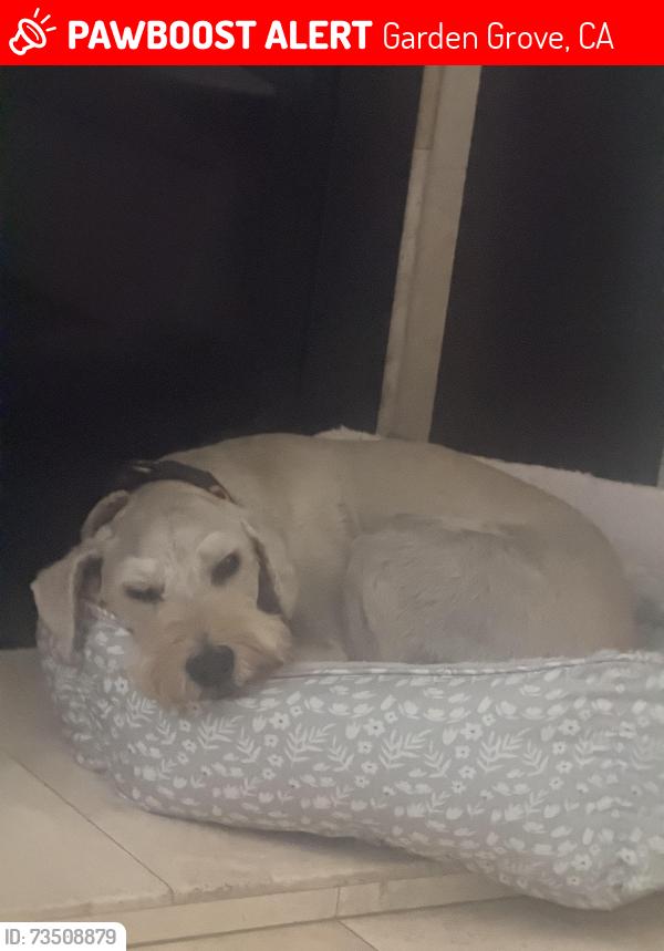 Lost Male Dog last seen Lampson and harbor, Garden Grove, CA 92840