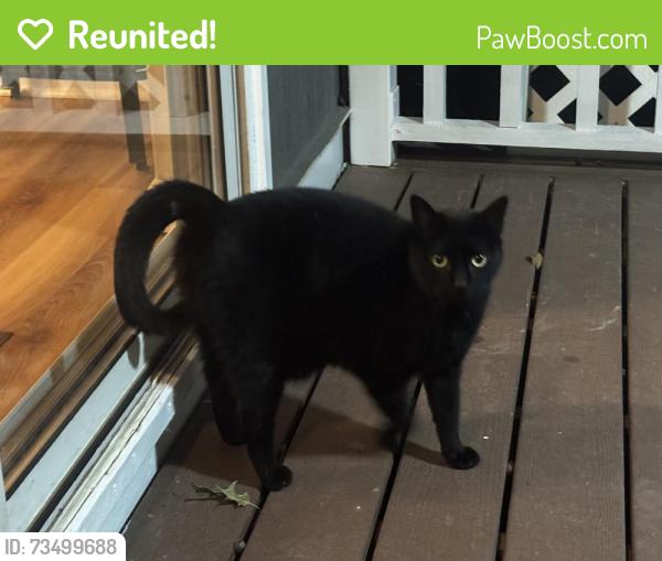 Reunited Unknown Cat last seen Near Beech Acres Park, Anderson Township, OH 45230