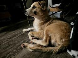 Found/Stray Unknown Dog last seen Highway 70 near sheetz, Hickory, NC 28602