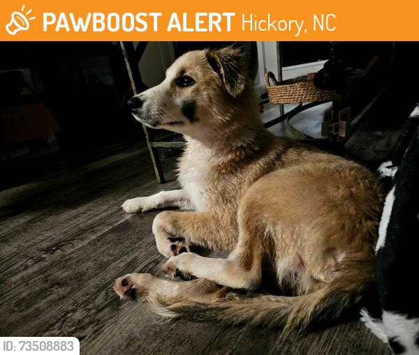 Found/Stray Unknown Dog last seen Highway 70 near sheetz, Hickory, NC 28602