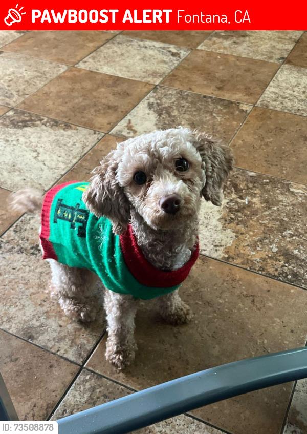 Lost Male Dog last seen Grand Prix Ct and Saddlepeak Dr, Fontana, CA 92336