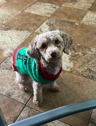 Lost Male Dog last seen Grand Prix Ct and Saddlepeak Dr, Fontana, CA 92336