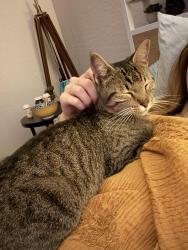 Reunited Female Cat last seen 83rd and Olive Ave, Peoria, AZ 85345
