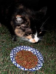 Found/Stray Female Cat last seen Beside Ebenezer Post Office & Storage Business, Rock Hill, SC 29732