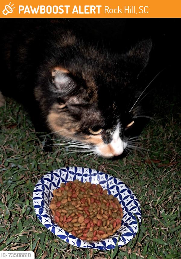 Found/Stray Female Cat last seen Beside Ebenezer Post Office & Storage Business, Rock Hill, SC 29732