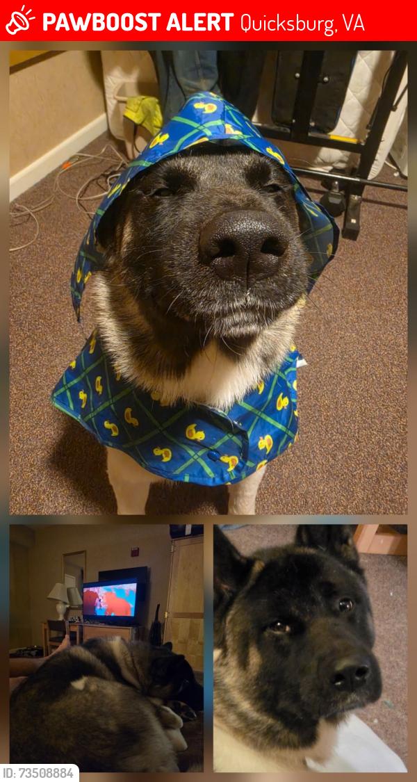 Lost Male Dog last seen 38.7040480, -78.6599120, Quicksburg, VA 22847