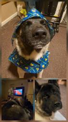 Lost Male Dog last seen 38.7040480, -78.6599120, Quicksburg, VA 22847