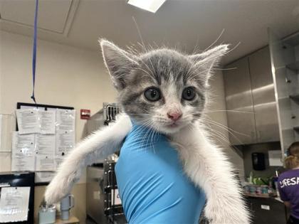 Shelter Stray Female Cat last seen Near Blk Alyson Ln, Hutto, Williamson County, TX, 1855 SE Inner Loop, Georgetown, TX 78626, USA