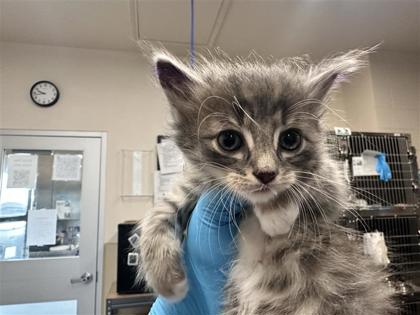 Shelter Stray Male Cat last seen Near Blk Alyson Ln, Hutto, Williamson County, TX, 1855 SE Inner Loop, Georgetown, TX 78626, USA