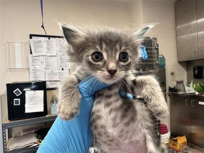 Shelter Stray Male Cat last seen Near Blk Alyson Ln, Hutto, Williamson County, TX, 1855 SE Inner Loop, Georgetown, TX 78626, USA