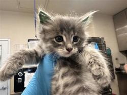Shelter Stray Female Cat last seen Near Blk Alyson Ln, Hutto, Williamson County, TX, 1855 SE Inner Loop, Georgetown, TX 78626, USA