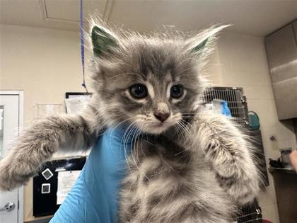 Shelter Stray Female Cat last seen Near Blk Alyson Ln, Hutto, Williamson County, TX, 1855 SE Inner Loop, Georgetown, TX 78626, USA