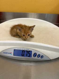 Shelter Stray Male Cat last seen Inside U-haul at 2023 N Galloway Ave, 75149, TX, 1650 Gross Rd, Mesquite, TX 75149, USA