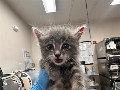 Shelter Stray Female Cat last seen Near Blk Alyson Ln, Hutto, Williamson County, TX, 1855 SE Inner Loop, Georgetown, TX 78626, USA