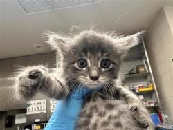 Shelter Stray Male Cat last seen Near Blk Alyson Ln, Hutto, Williamson County, TX, 1855 SE Inner Loop, Georgetown, TX 78626, USA
